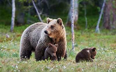 The Universal Connection Between Mammals and Expectant Mothers